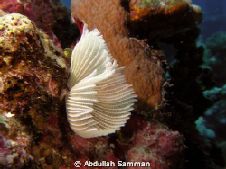 sea worm by Abdullah Samman 